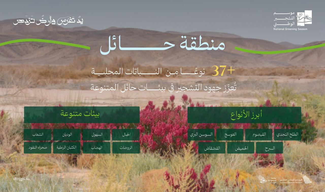 البرنامج الوطني للتشجير: الطلح والقيصوم والعوسج والسوسن البري أكثر النباتات المحلية انتشارًا في حائل 1 0 2916