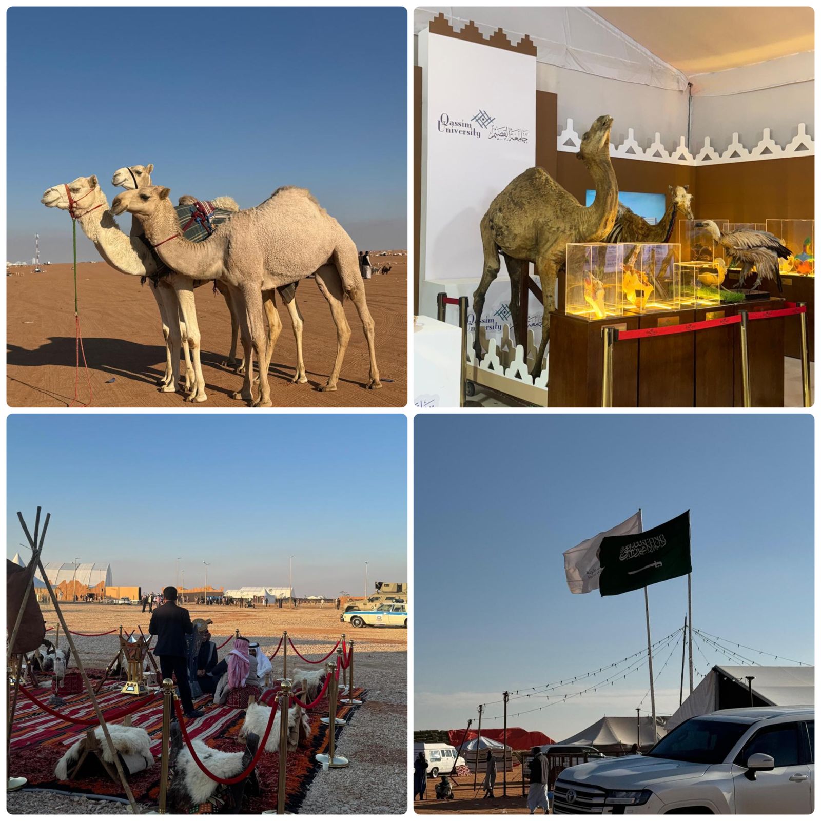 جناح إمارة الباحة يثري تجربة زوار مهرجان الملك عبدالعزيز للإبل 1 1 317
