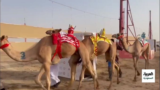 انطلاق مهرجان ولي العهد للهجن في ميدان الطائف 1 6 16