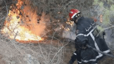 اندلاع 29 حريقًا في الغطاء النباتي خلال 24 ساعة بالجزائر 12 6 393