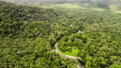 علماء: الغابات الأفريقية تتحول إلى مصدر لانبعاثات ثاني أكسيد الكربون 4 66 117