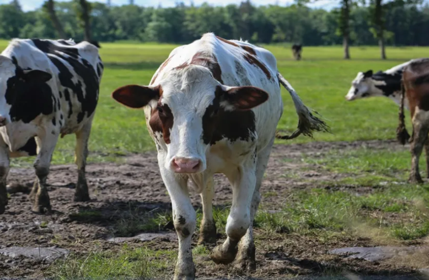 كارثة صحية: داء الجلد العقدي يضرب إسبانيا.. نفوق 2000 بقرة وتهديد بتقاعد المزارعين 1 88 138