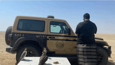 الأمن البيئي يضبط مواطناً في ينبع بحوزته 3 صقور وطائر سمان بسبب الصيد دون ترخيص 6 9 4 2