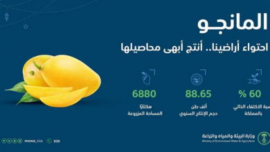 Screenshot 2023 04 08 at 23 23 25 البيئة الإنتاج المحلي من المانجو يتجاوز 88.6 ألف طن سنويًا صحيفة المناطق السعودية