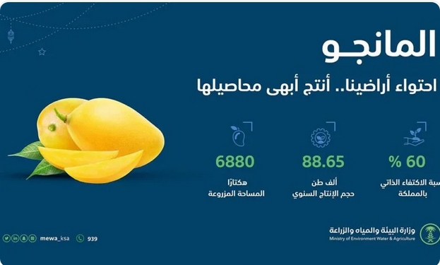 Screenshot 2023 04 08 at 23 23 25 البيئة الإنتاج المحلي من المانجو يتجاوز 88.6 ألف طن سنويًا صحيفة المناطق السعودية