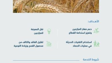 الهلال 11 11