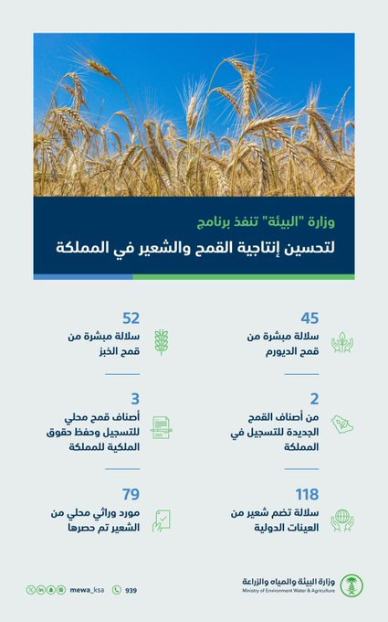 الهلال 11 34